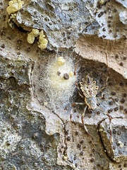 Herennia multipuncta