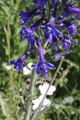 Delphinium barbeyi