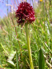 Gymnadenia