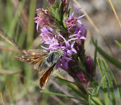 Hesperia assiniboia