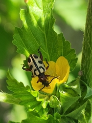Atalasis sagroides
