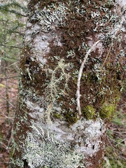 Usnea subfloridana