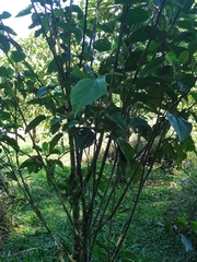 Hampea appendiculata