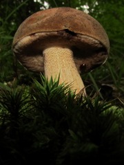 Tylopilus variobrunneus