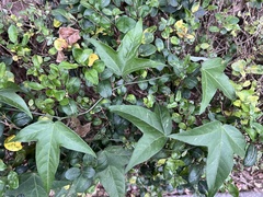 Passiflora suberosa