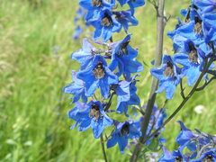 Delphinium cuneatum