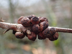 Disholcaspis mellifica