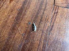 Ctenolepisma longicaudatum