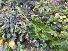 Passiflora suberosa