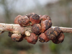 Disholcaspis mellifica