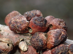 Disholcaspis mellifica