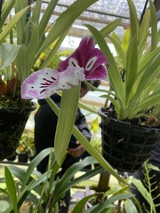Miltoniopsis