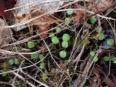 Plectritis congesta