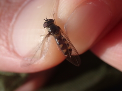 Meliscaeva auricollis