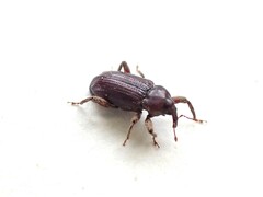 Mitrastethus baridioides