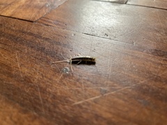 Ctenolepisma longicaudatum