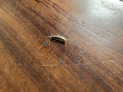 Ctenolepisma longicaudatum