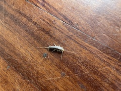 Ctenolepisma longicaudatum