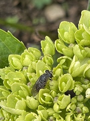 Asemosyrphus mexicanus