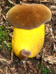 Boletus auripes