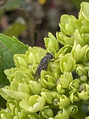 Asemosyrphus mexicanus