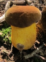Boletus auripes