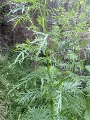 Senecio bipinnatisectus