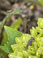 Asemosyrphus mexicanus