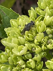 Asemosyrphus mexicanus