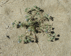 Eriastrum eremicum eremicum