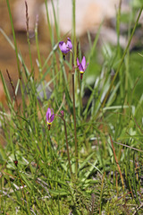 Primula tetrandra