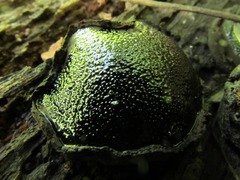 Camarops petersii