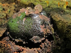 Camarops petersii