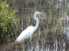 Ardea alba