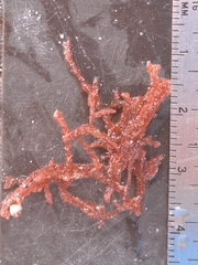 Rhodomelaceae