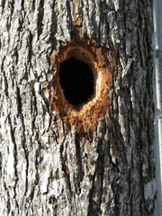 Melanerpes carolinus