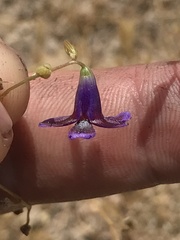 Conanthera campanulata