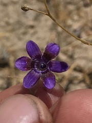 Conanthera campanulata