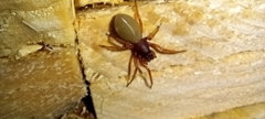 Dysdera