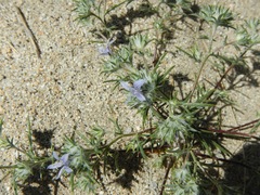 Eriastrum eremicum eremicum