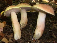Xanthoconium