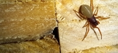 Dysdera