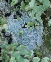 Lecanora carpinea