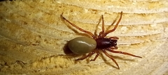 Dysdera