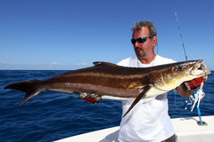 Rachycentron canadum