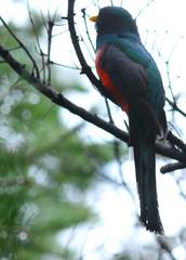 Trogon mexicanus