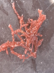 Rhodomelaceae