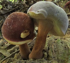 Xanthoconium purpureum