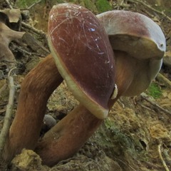 Xanthoconium purpureum