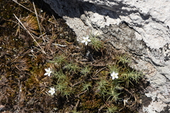 Spergularia rupestris